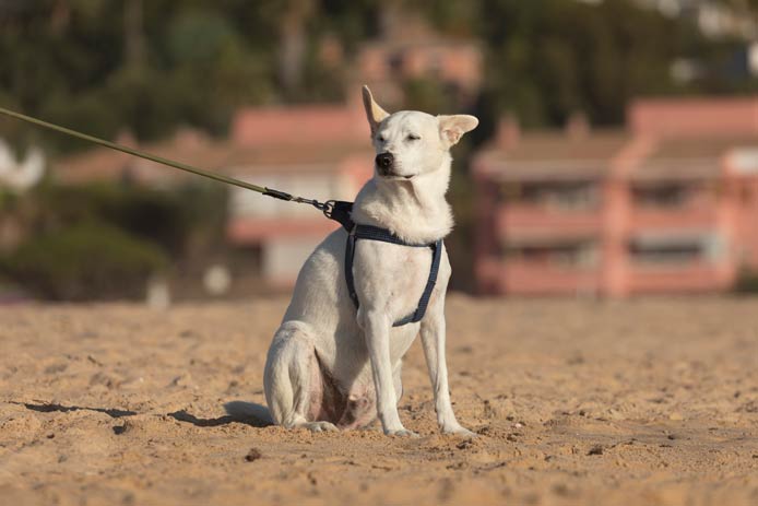 Hund am Strand