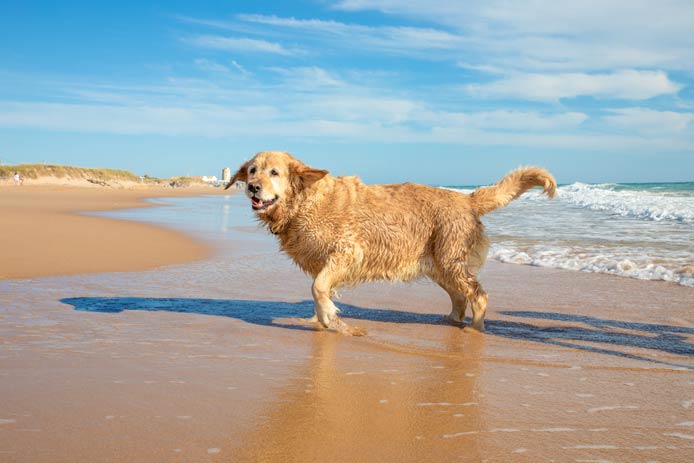Hund am Strand in Andalusien